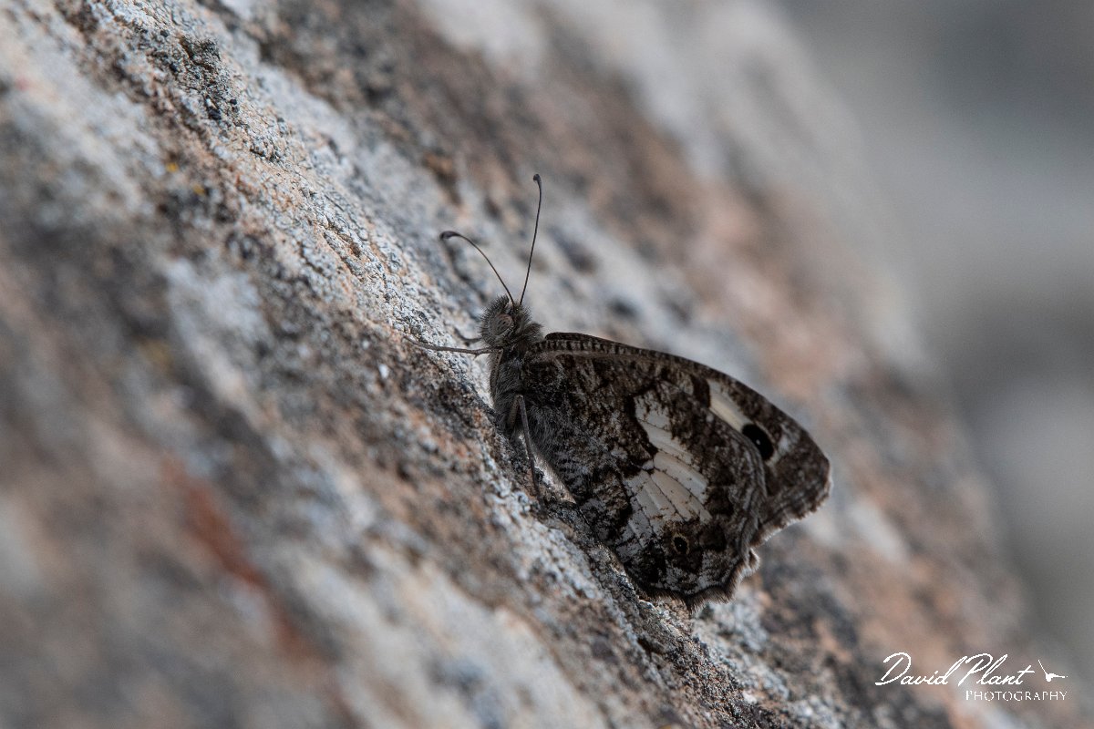 DPPhotography - Lesvos - White-banded grayling - A.jpg - White-banded grayling - Ipsilou Monastery, Lesvos