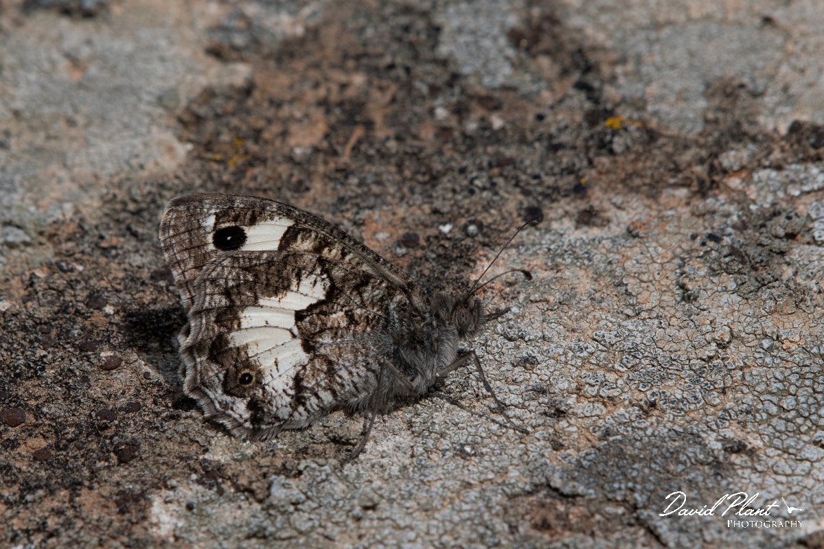 DPPhotography - Lesvos - White-banded grayling - B.jpg - White-banded grayling - Ipsilou Monastery, Lesvos