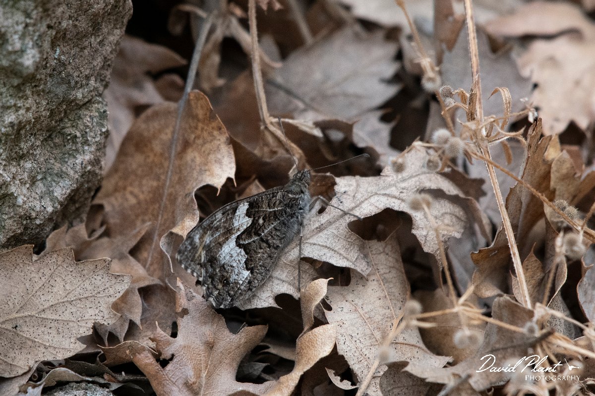 DPPhotography - Lesvos - White-banded grayling - C.jpg - White-banded grayling - Ipsilou Monastery, Lesvos