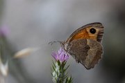 Aegean meadow brown