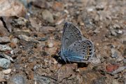 Amanda's blue