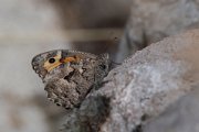 Balkan grayling