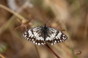 Balkan marbled white