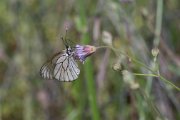 Black-veined white