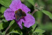 Brown argus