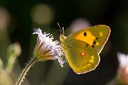 Clouded yellow