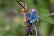Common blue