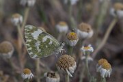 Eastern bath white