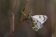 Eastern dappled white