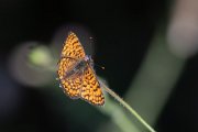 Eastern knapweed fritillary