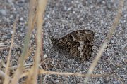 Eastern rock grayling