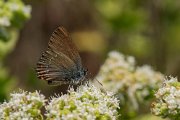Ilex hairstreak