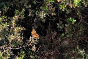 Large tortoiseshell