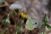 Large white