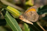 Lattice brown
