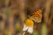 Lesser spotted fritillary