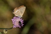 Long-tailed blue