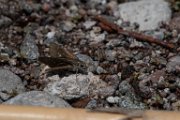 Millet skipper