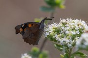 Nettle-tree butterfly