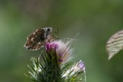 Oriental marbled skipper