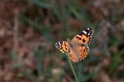 Painted lady