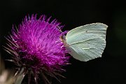 Powdered brimstone
