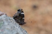 Red admiral