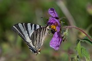 Scarce swallowtail