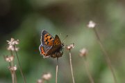 Small copper