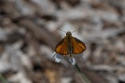 Small skipper