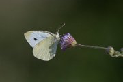 Small white