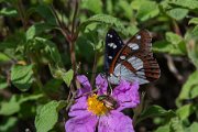 Southern white admiral