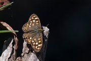 Speckled wood