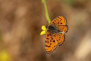 Spotted fritillary