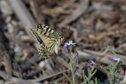 Swallowtail
