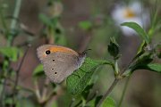 Turkish meadow brown