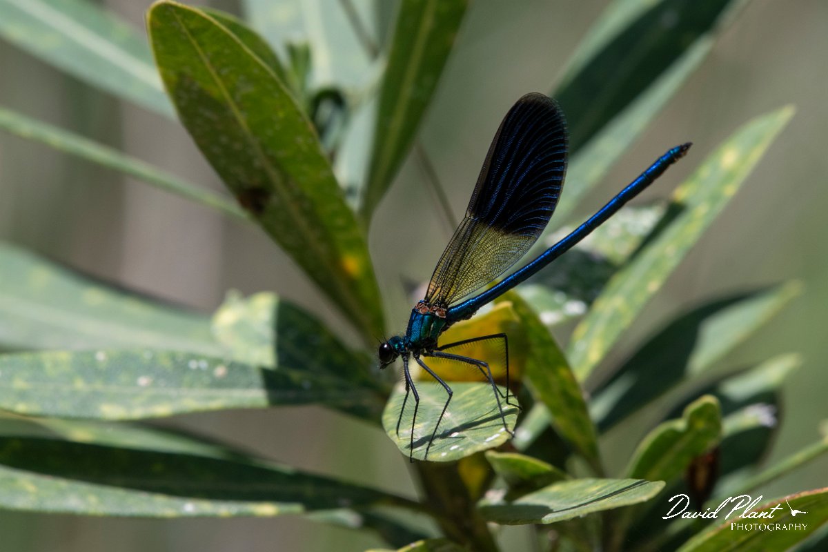 DPPhotography - Lesvos - Banded demoiselle - A.jpg - Banded demoiselle - Pessa waterfalls, Lesvos