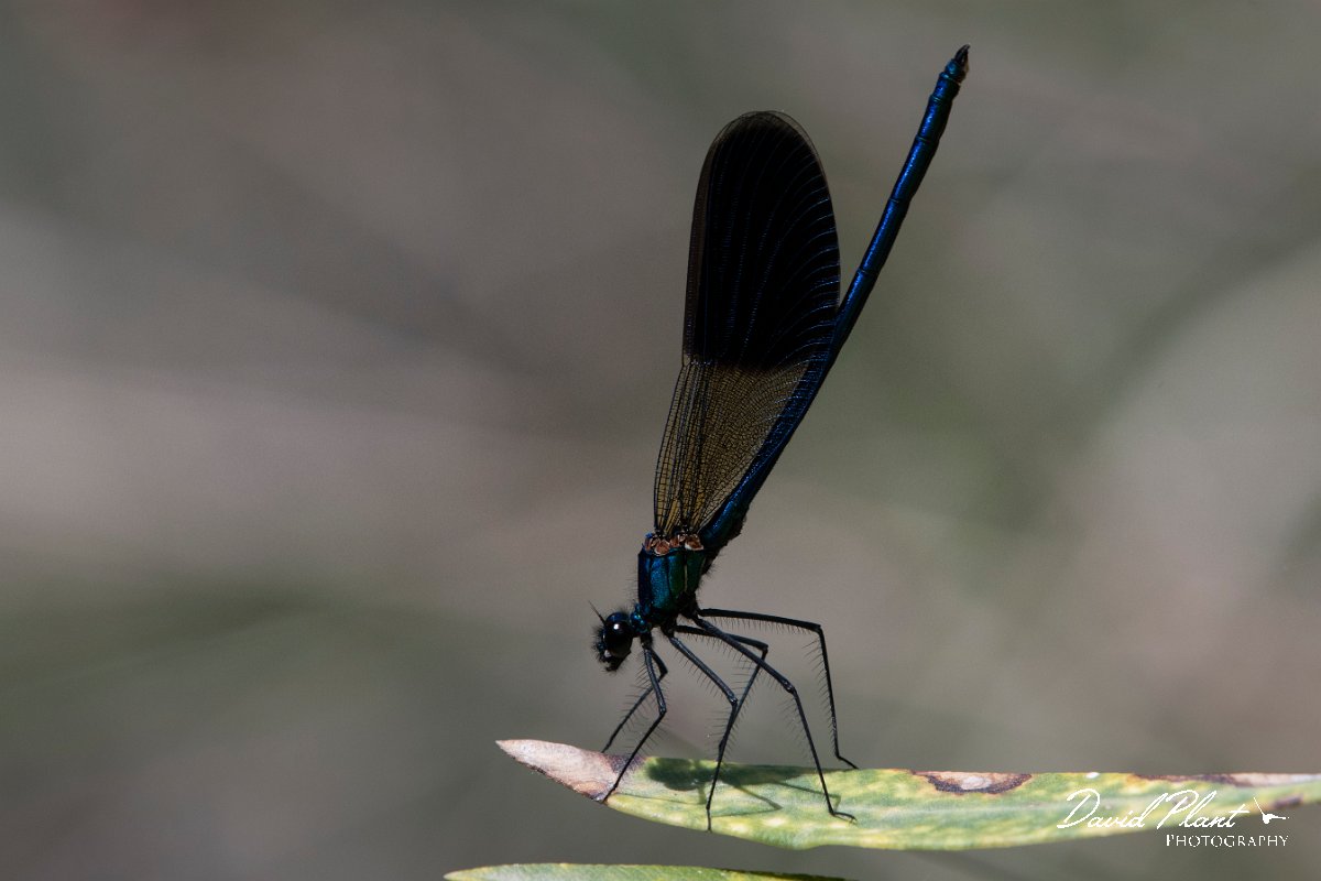 DPPhotography - Lesvos - Banded demoiselle - C.jpg - Banded demoiselle - Pessa waterfalls, Lesvos