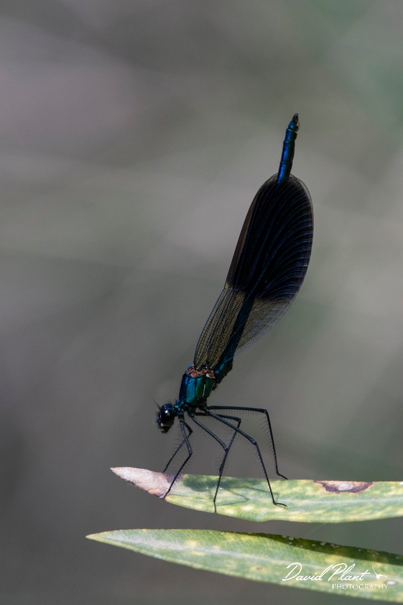 DPPhotography - Lesvos - Banded demoiselle - D.jpg - Banded demoiselle - Pessa waterfalls, Lesvos