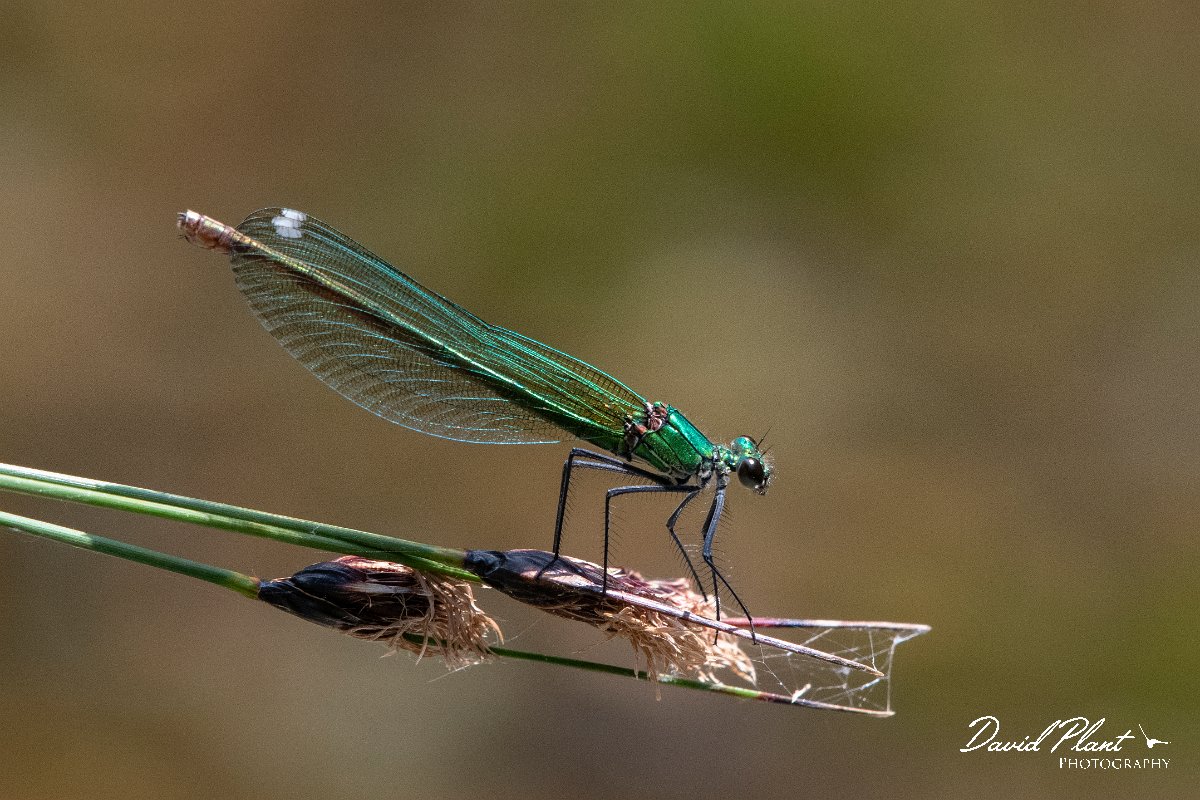 DPPhotography - Lesvos - Banded demoiselle - E.jpg - Banded demoiselle female - Pessa waterfalls, Lesvos