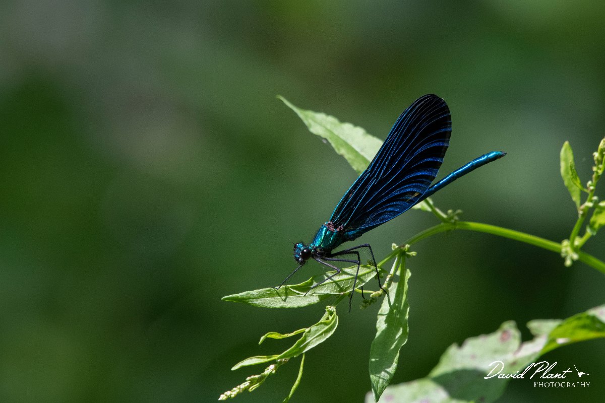 DPPhotography - Lesvos - Beautiful demoiselle - A.jpg - Beautiful demoiselle - Olympos massif, Lesvos