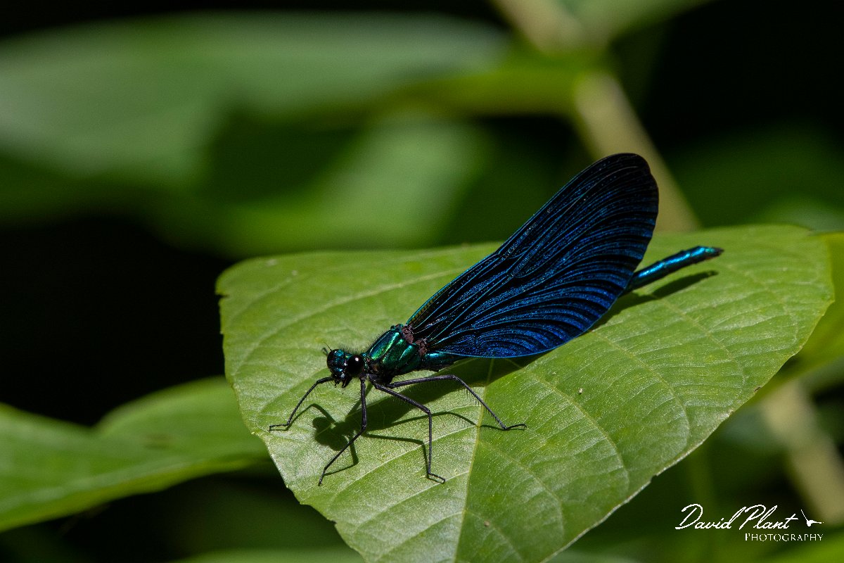 DPPhotography - Lesvos - Beautiful demoiselle - B.jpg - Beautiful demoiselle - Olympos massif, Lesvos