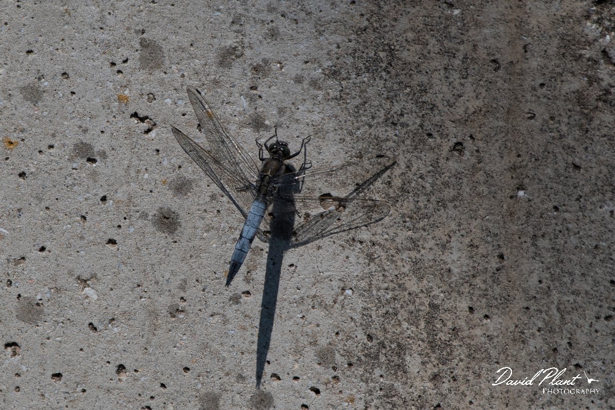 DPPhotography - Lesvos - Black-tailed skimmer - A.jpg - Black-tailed skimmer - Anaxos, Lesvos