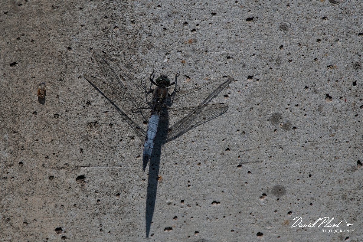 DPPhotography - Lesvos - Black-tailed skimmer - B.jpg - Black-tailed skimmer - Anaxos, Lesvos