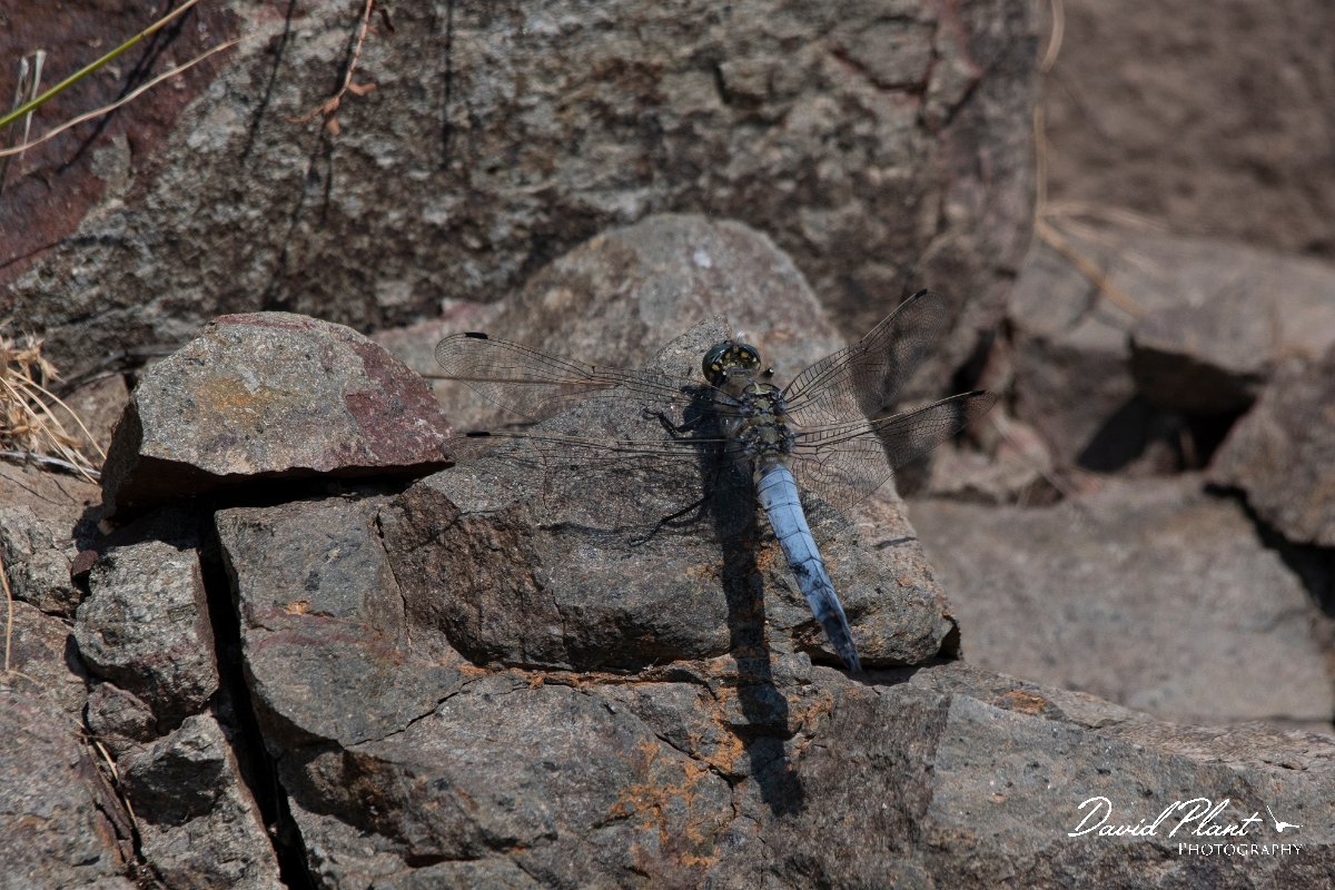 DPPhotography - Lesvos - Black-tailed skimmer - C.jpg - Black-tailed skimmer - Perasma reservoir, Lesvos