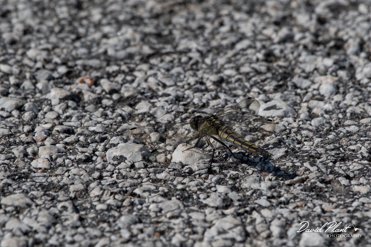 DPPhotography - Lesvos - Black-tailed skimmer - D.jpg - Black-tailed skimmer - Perasma reservoir, Lesvos