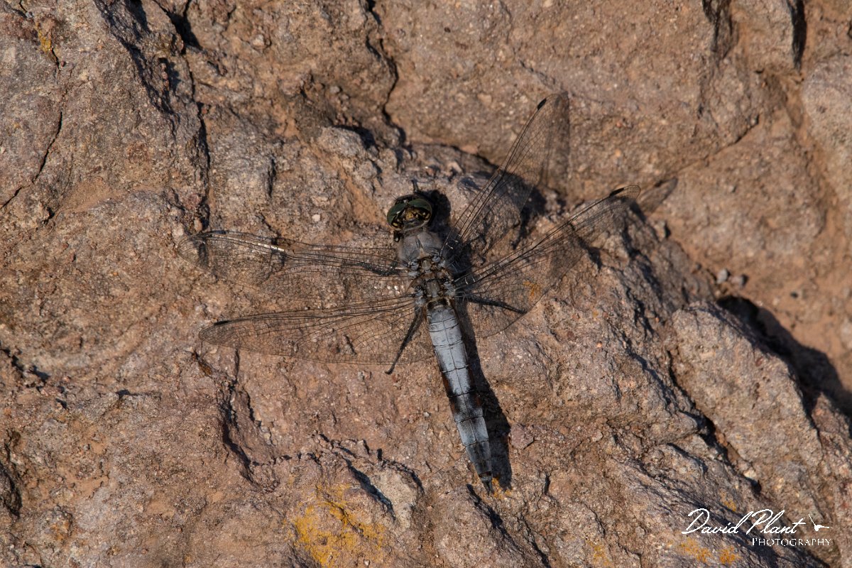 DPPhotography - Lesvos - Black-tailed skimmer - E.jpg - Black-tailed skimmer - Perasma reservoir, Lesvos