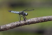 DPPhotography - Lesvos - Blue chaser - A