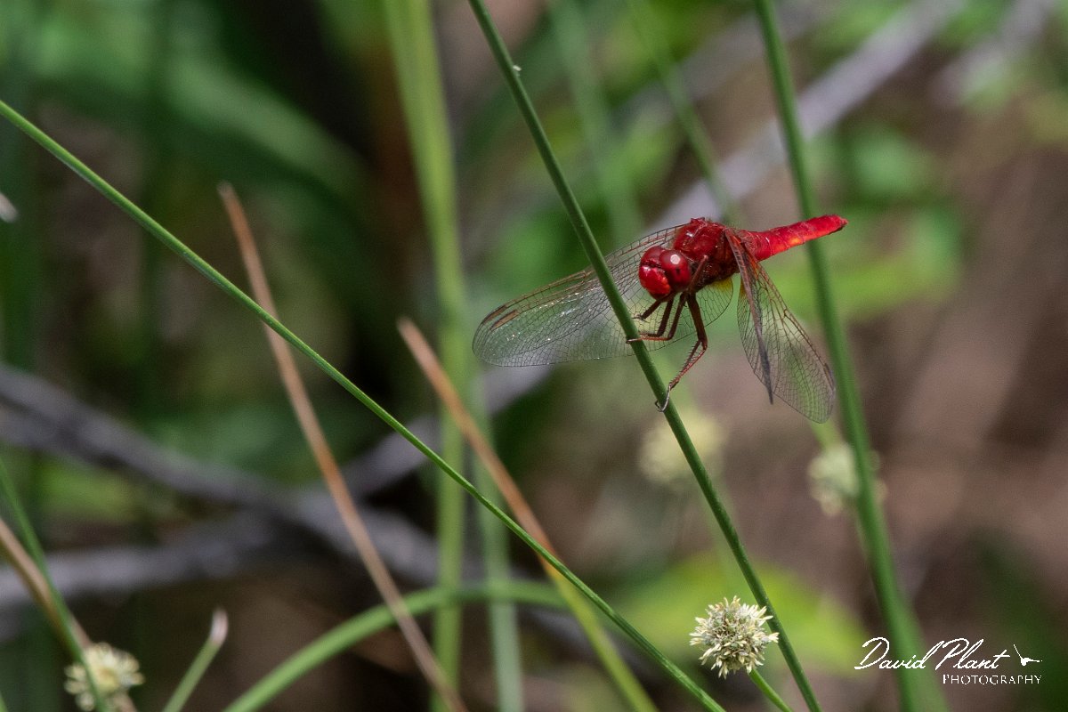 DPPhotography - Lesvos - Broad scarlet - A.jpg - Broad scarlet - Achladeri forest, Lesvos
