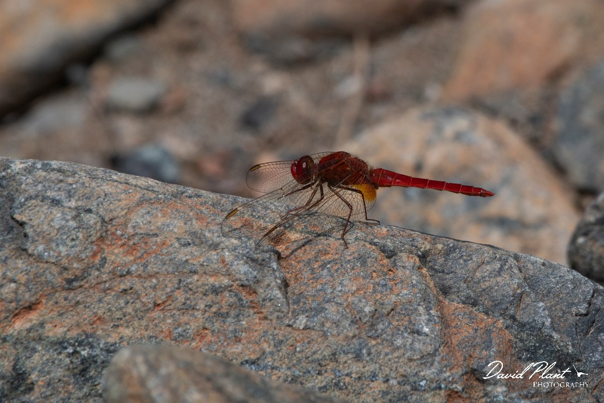 DPPhotography - Lesvos - Broad scarlet - B.jpg